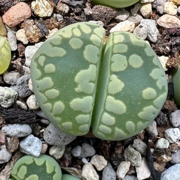 生石花 绿大津绘 c350a 两棵计价