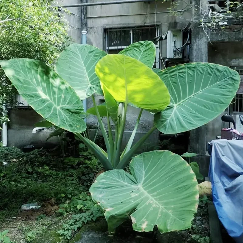 小院网红植物巨型大叶象耳芋品种野海芋老桩庭院热带雨林造景绿植