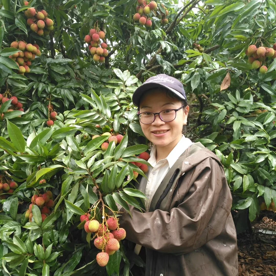 广东阳西上洋镇妃子笑荔枝省内一件包邮