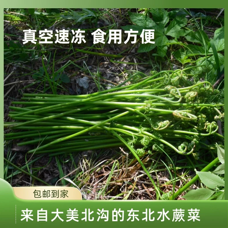 东北特产速冻水蕨菜辽宁新鲜山野菜真空速冻