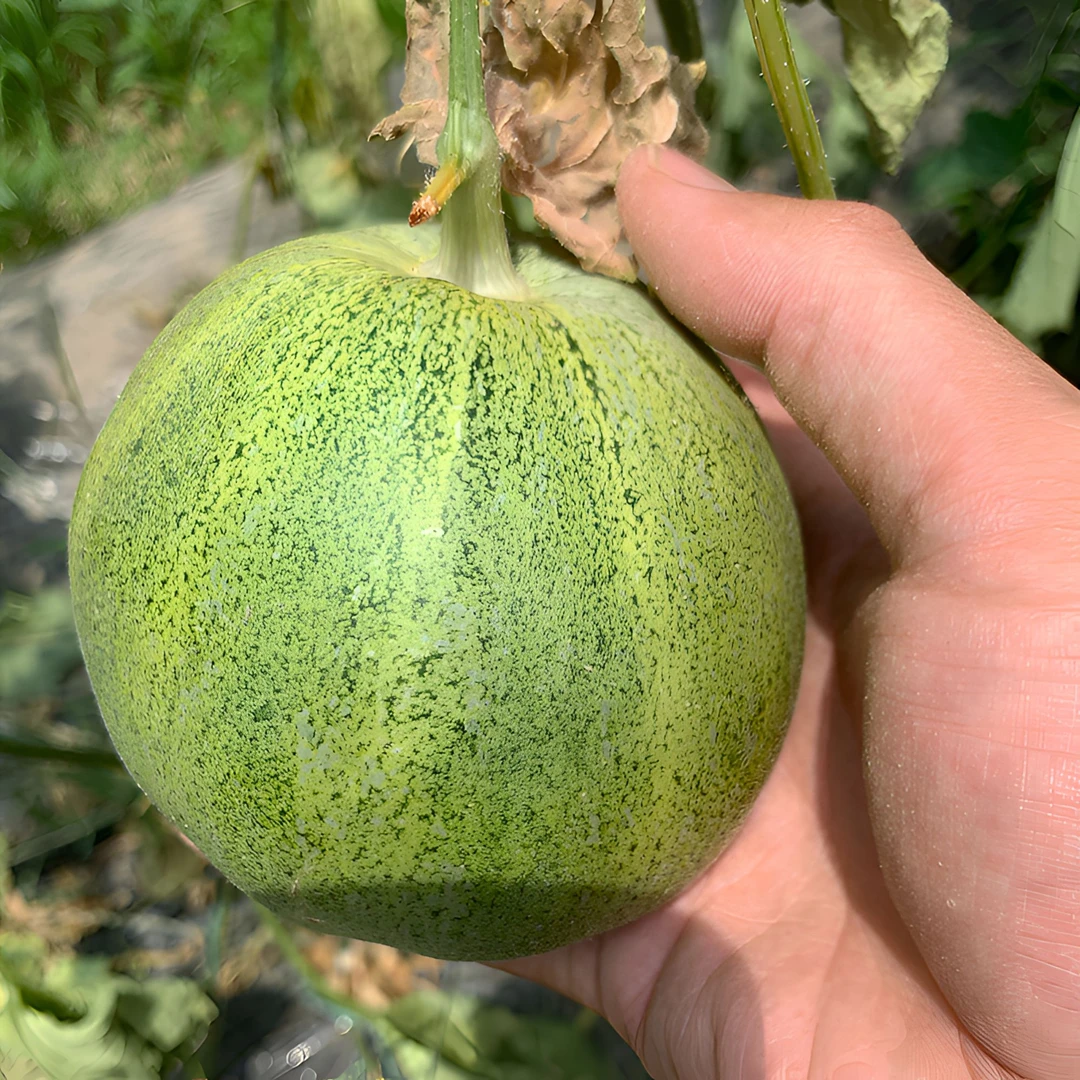 山西运城头茬绿博特甜瓜 新鲜采摘 坏了 烂了 包赔 脆甜 包邮脆嫩
