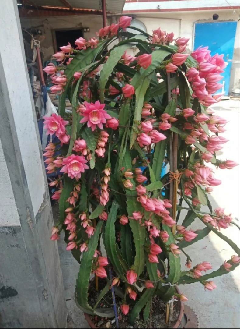 四颗四色令箭荷花当年开花