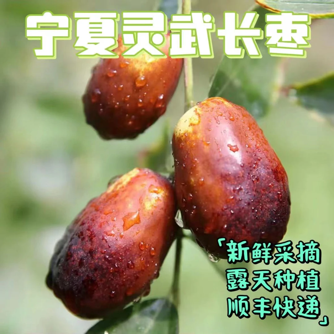 【顺丰快递】沙漠鲜枣灵武长枣3/4.5斤新鲜采摘 九甜一酸 皮薄肉厚
