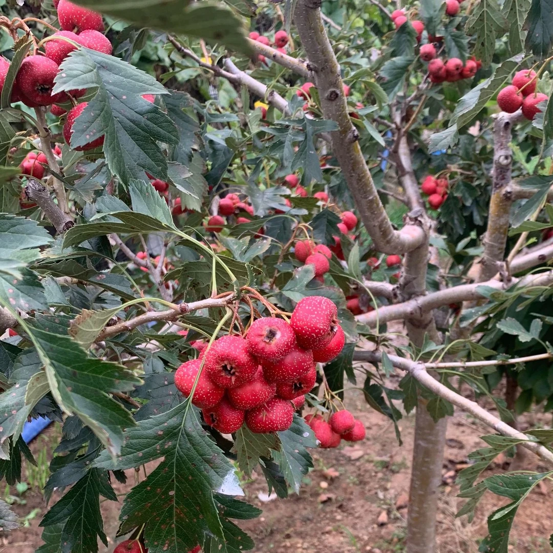 软糯香甜的甜红子山楂、黄如意山楂