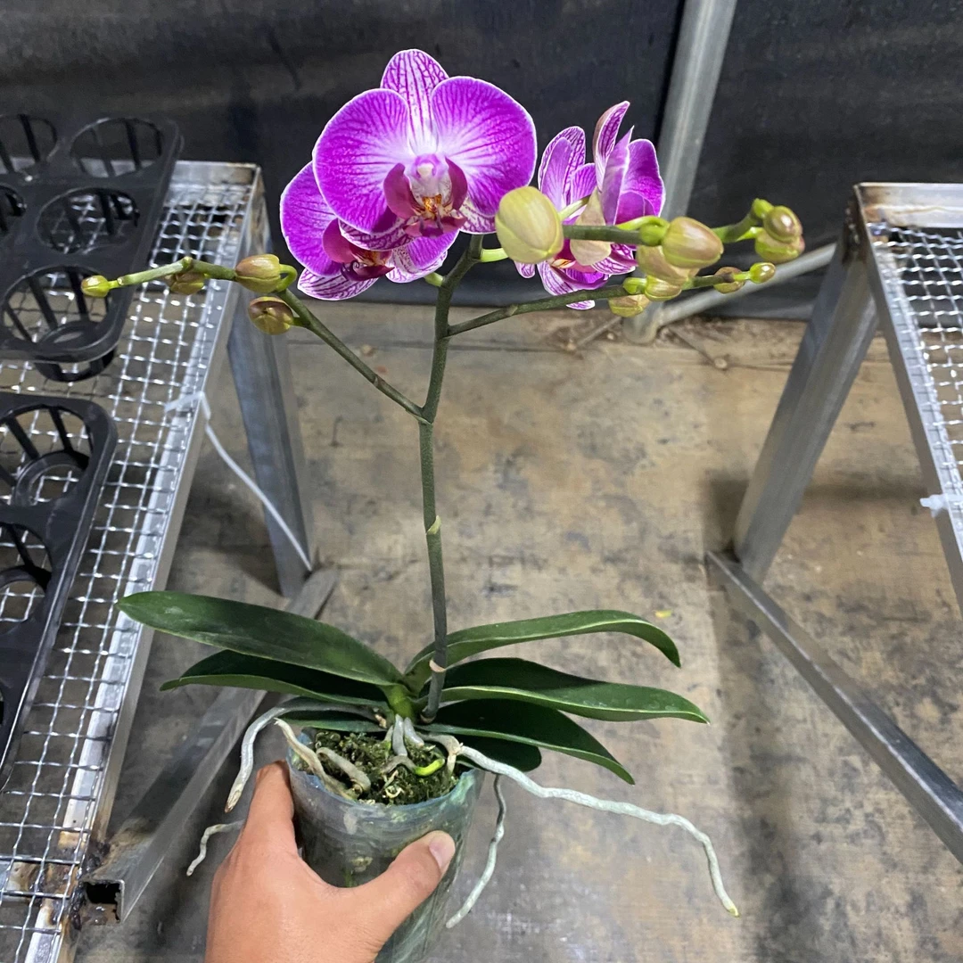 蝴蝶兰天堂鸟日本姑娘藏宝图满江红婚纱圣诞树