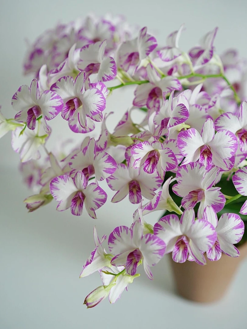 白泼墨单枝秋石斛盆栽花期长新手好养易活客厅室内花卉渐变兰花