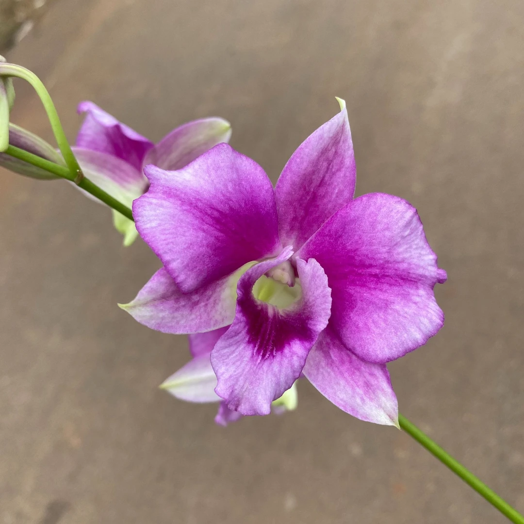 新加坡小姐秋石斛兰盆栽室内外客厅阳台兰花好养易活多年生石斛花