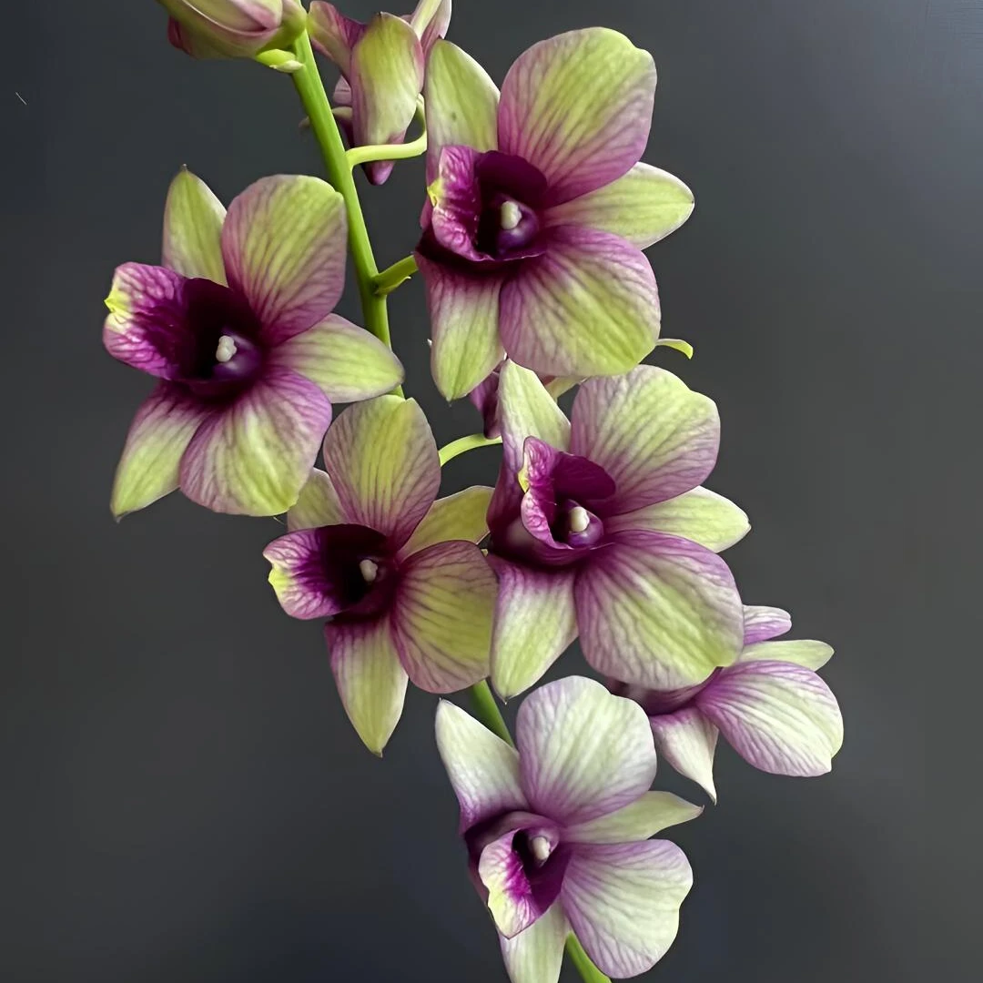 金如意秋石斛兰盆栽室内客厅带花剑兰花前台美观阳台茶几观花植物