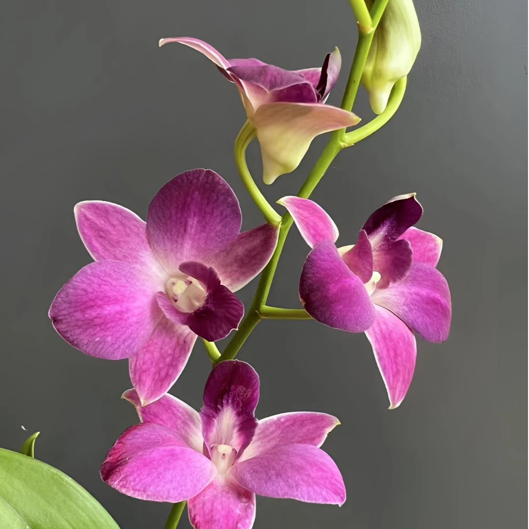 紫丁香秋石斛兰盆栽室内外好养易活兰花阳台客厅多年生紫色石斛花