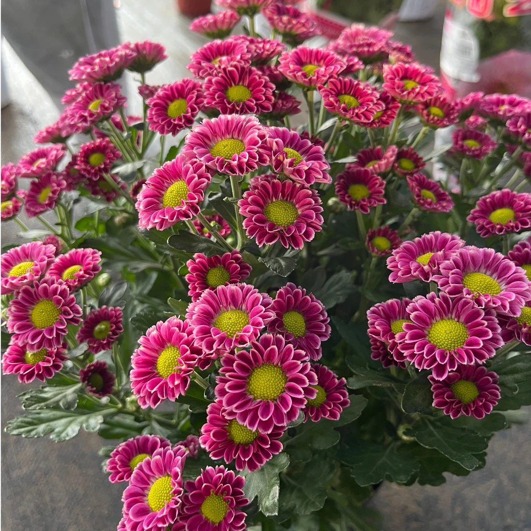 吉祥小菊盆栽四季开花荷兰菊阳台庭院好养多年生小雏菊观花植物
