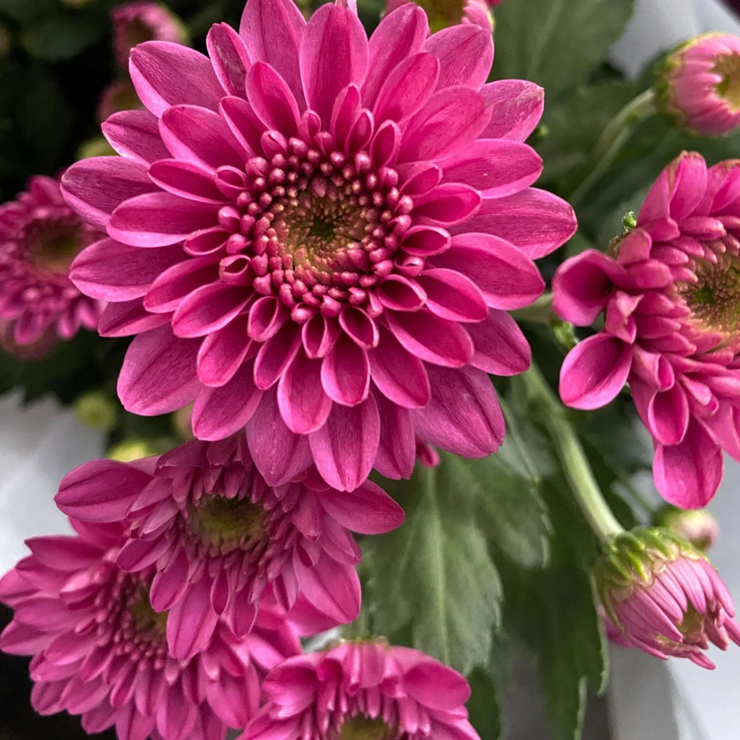 安葵小雏菊盆栽庭院阳台好养开花植物易活阳台客厅室内菊花花卉