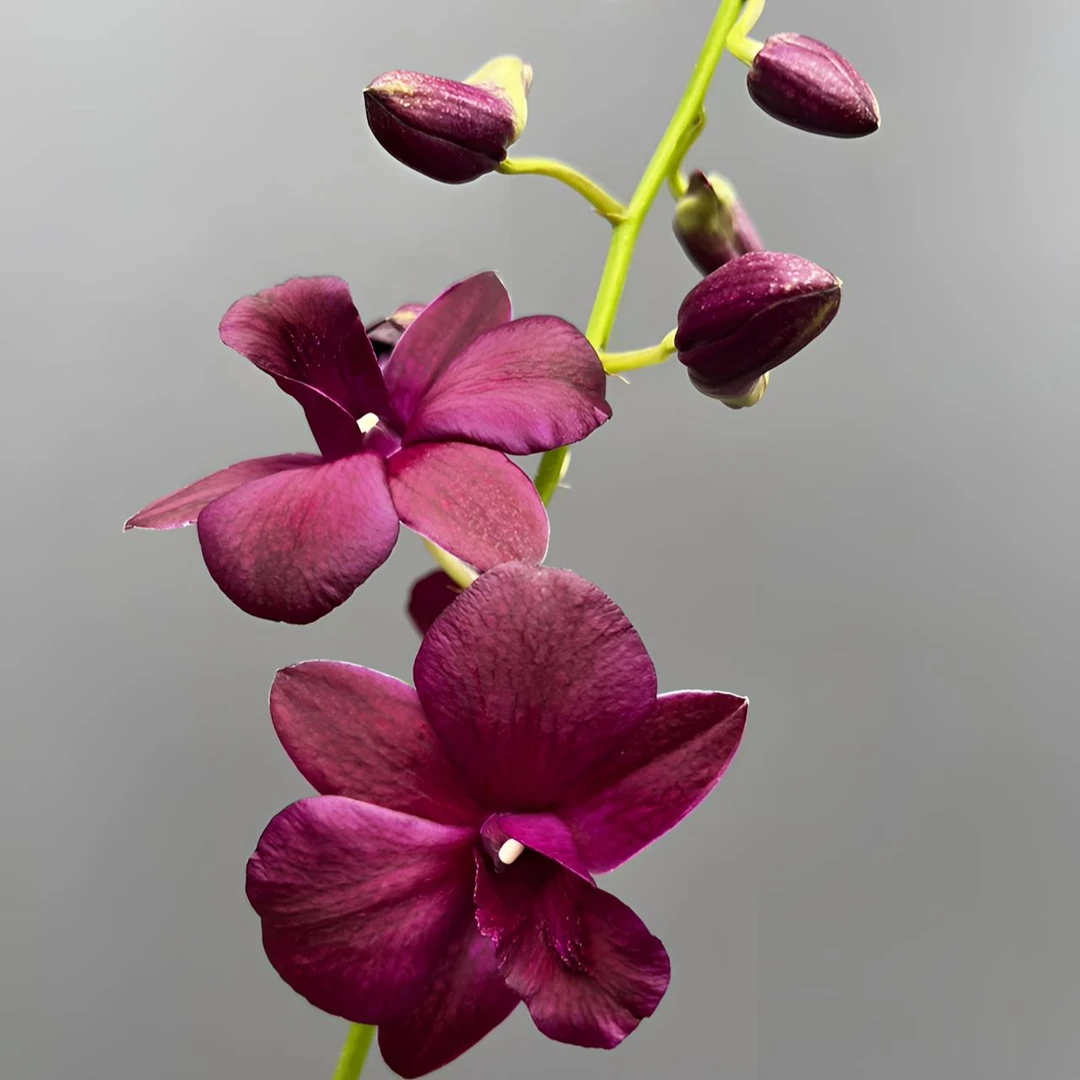 咖啡猫秋石斛兰盆栽室内外多年生兰花花卉阳台客厅好养大花石斛花