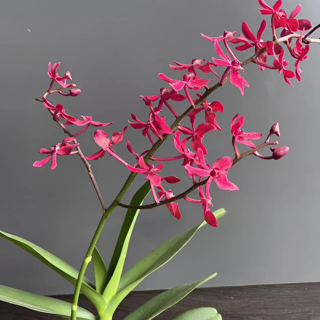 精品火焰兰盆栽5年大苗多年生万代兰室内外好养红色石斛开花株