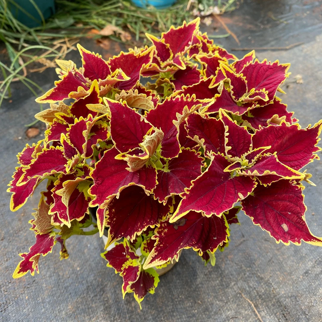 彩叶草盆栽喜阳耐晒庭院阳台好养观叶植物易活五彩苏金边红叶绿植