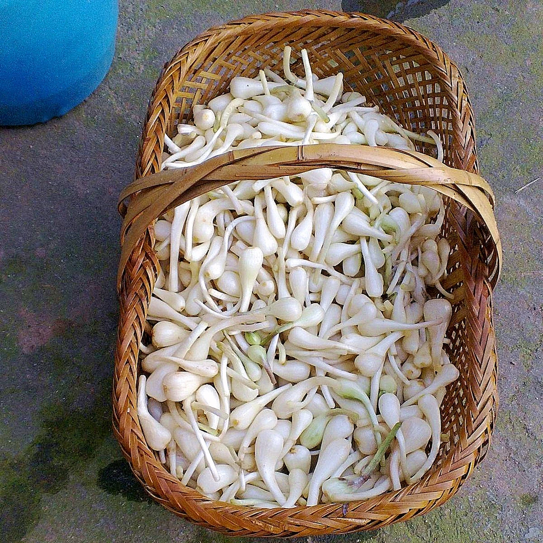 新鲜荞头藠头叫头葱头野小蒜头尾巴葱农家种植农产品泡菜用2斤