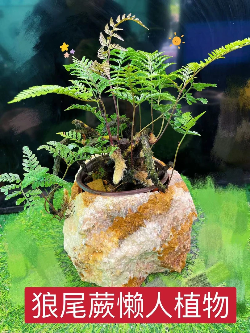 小狼尾蕨盆栽兔脚蕨银线蕨室内桌面办公绿植墙微景观雨林缸耐阴寒