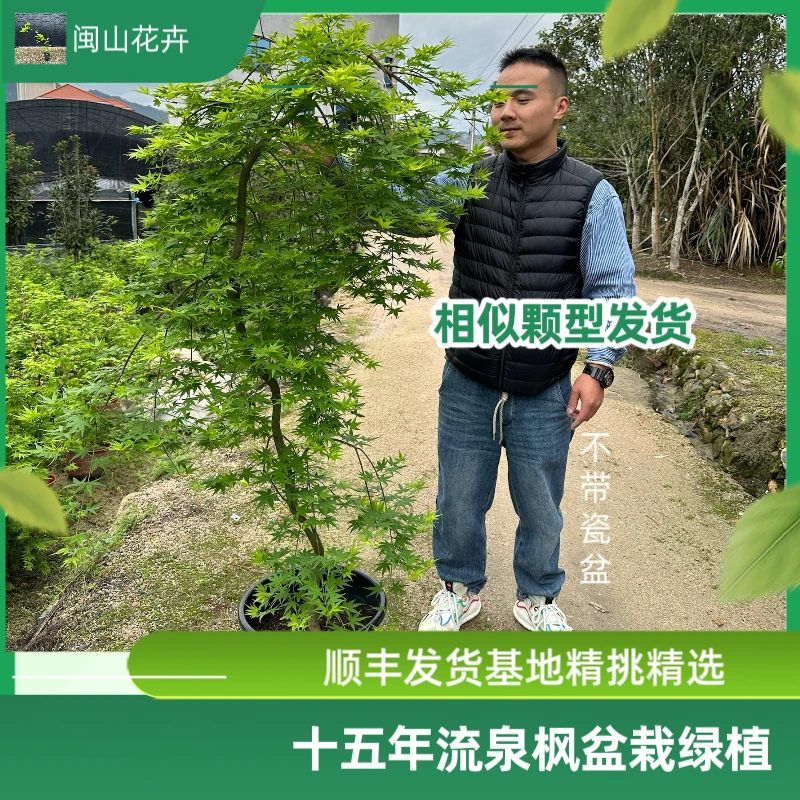 大颗流泉造型飘逸枫树盆景素材庭院花园景观树养护容易生长耐低温