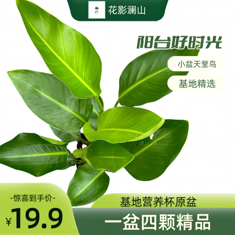天堂鸟袖珍小盆栽阳台种植摆放植物叶片翠绿易养护庭院天堂鸟盆栽
