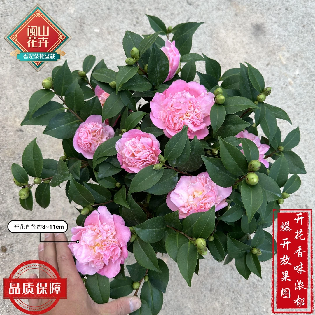 香妃茶花盆栽庭院阳台茶树苗粉色开花香味浓郁茶花树精挑产地发货