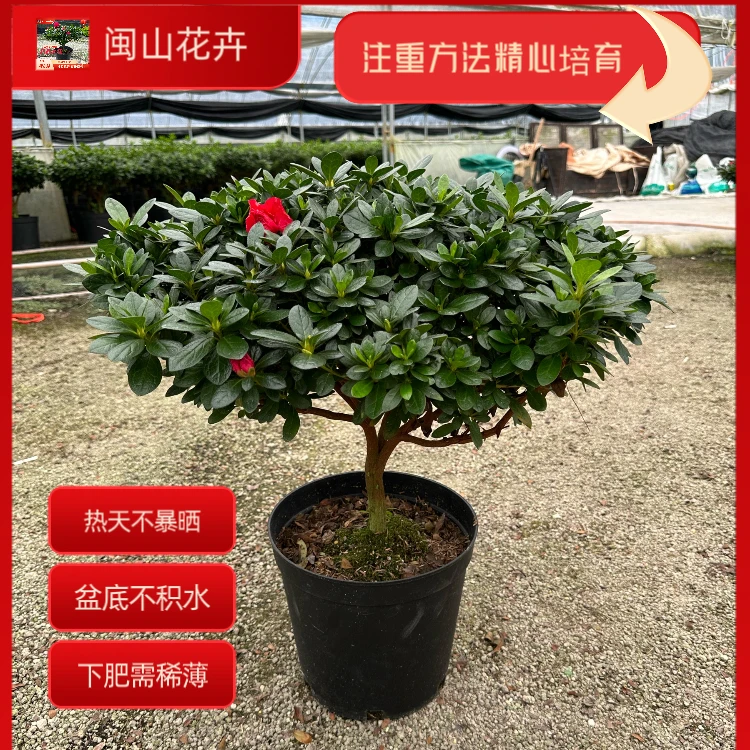 大杜鹃花盆栽红色花比利时杜鹃里的杨梅红老盆7到8年苗本叶片浓绿