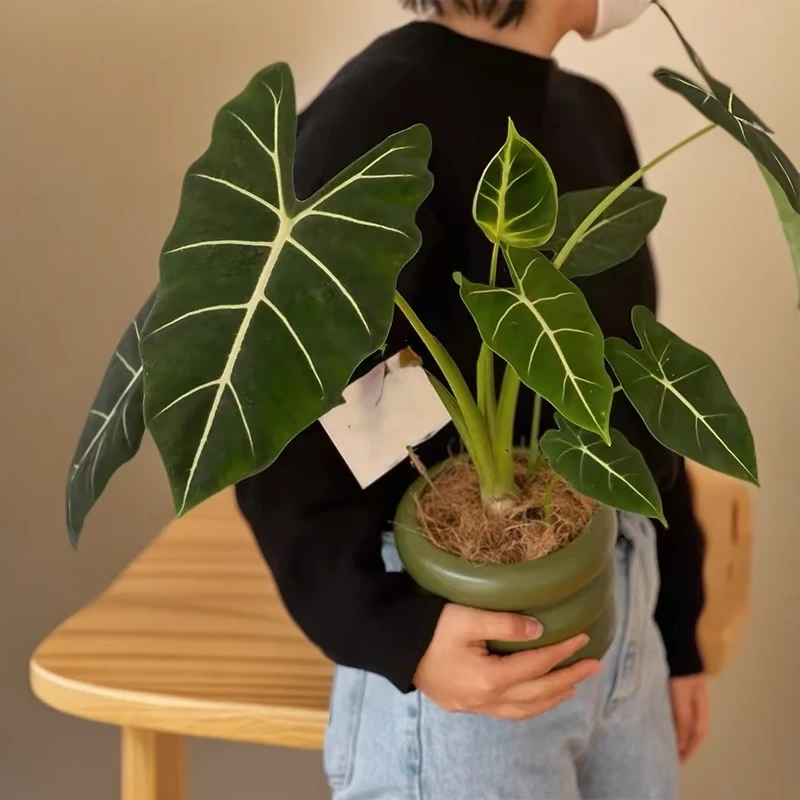 【宠粉福利】【海芋类】绿植稀有特级进口室内阳台庭院入门绿植耐阴