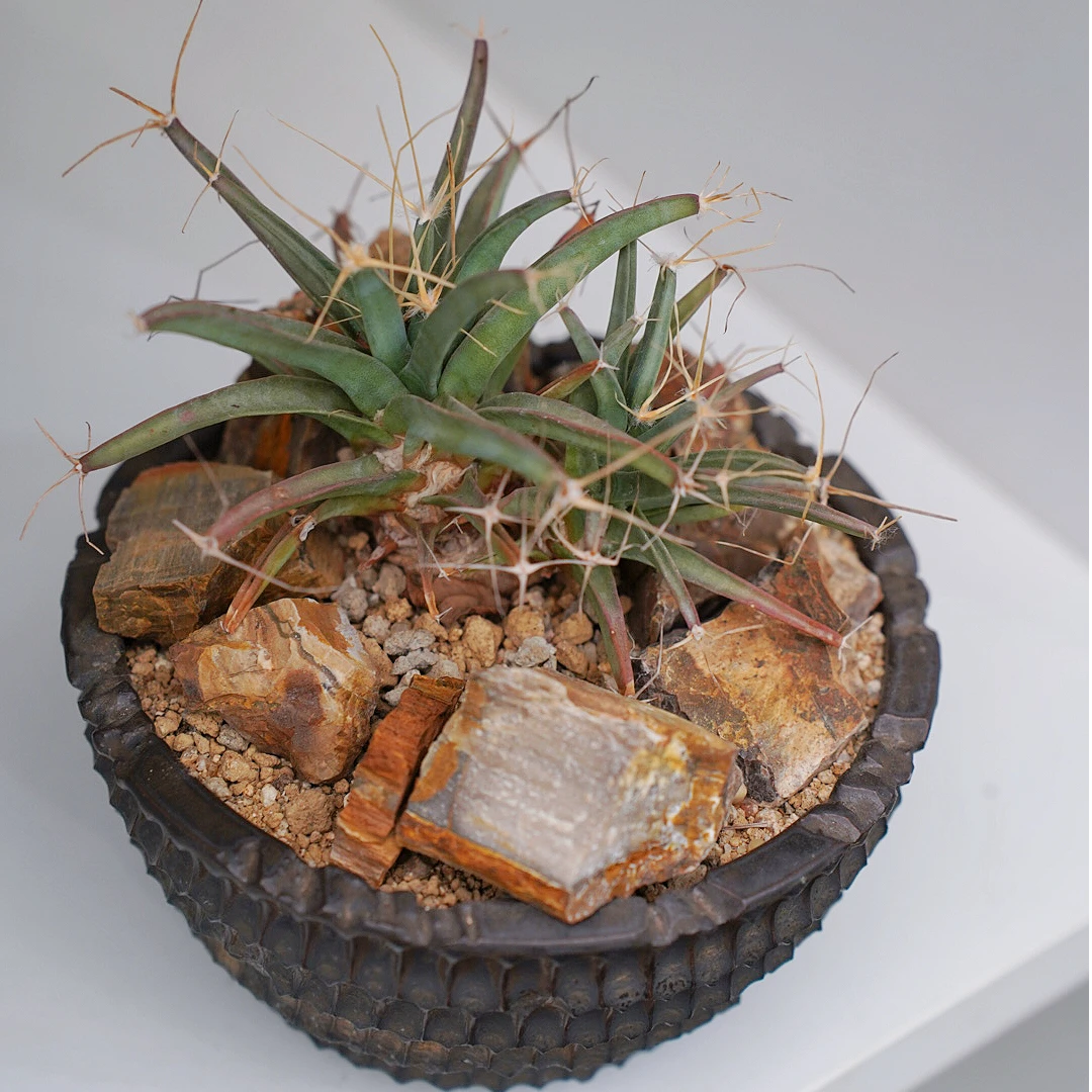 潮流块根ins风植物喜光耐晒易养护盆栽