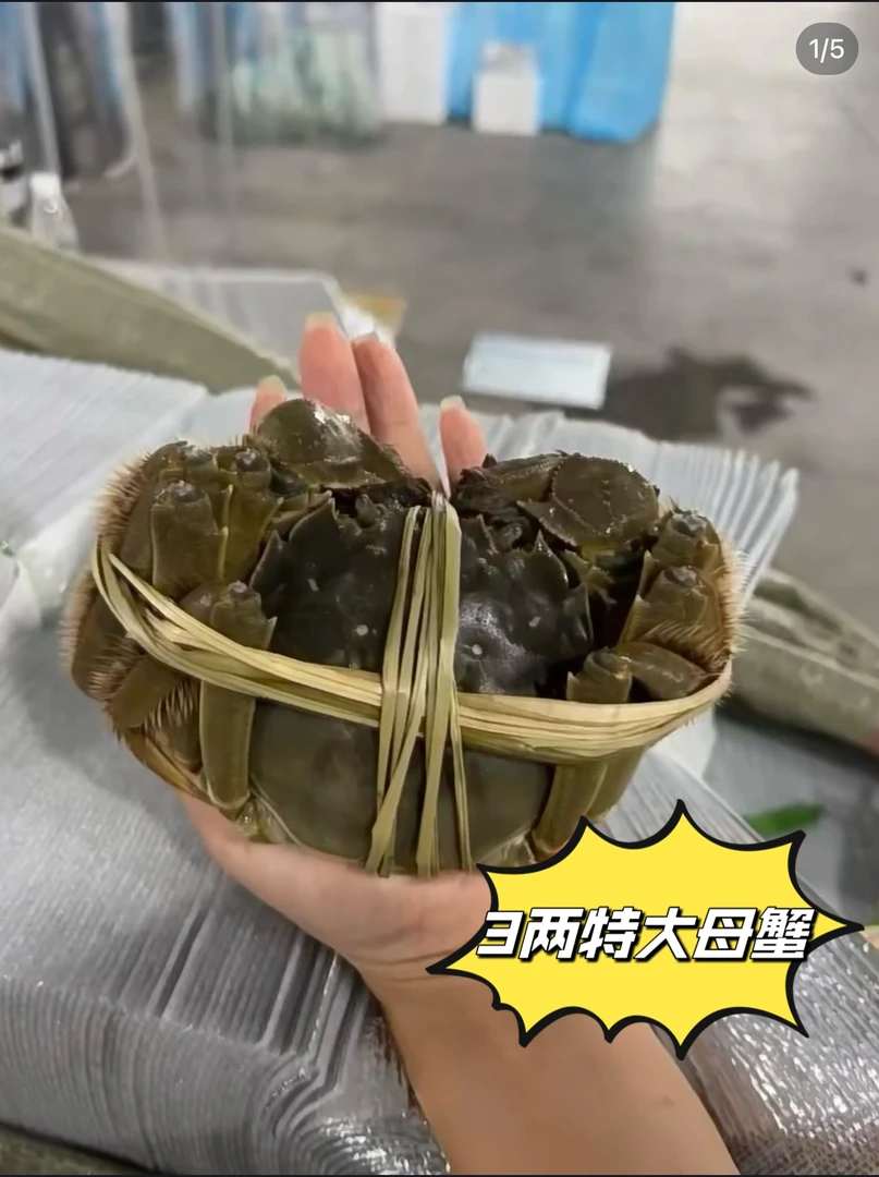 马上闪走【超大母蟹】大闸蟹太湖鲜活3.1两-2.8两以上保活80%硬黄