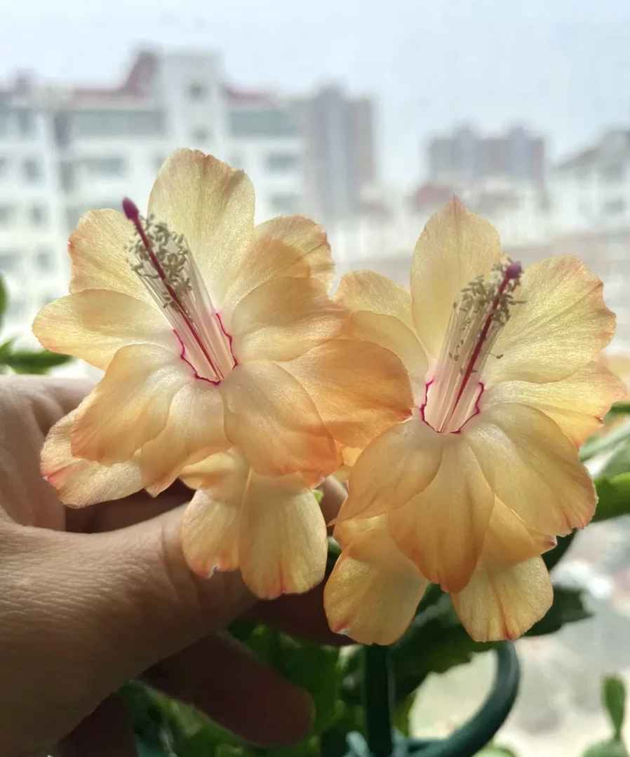 蟹爪兰大花品种 索尔 原盆原土带花架
