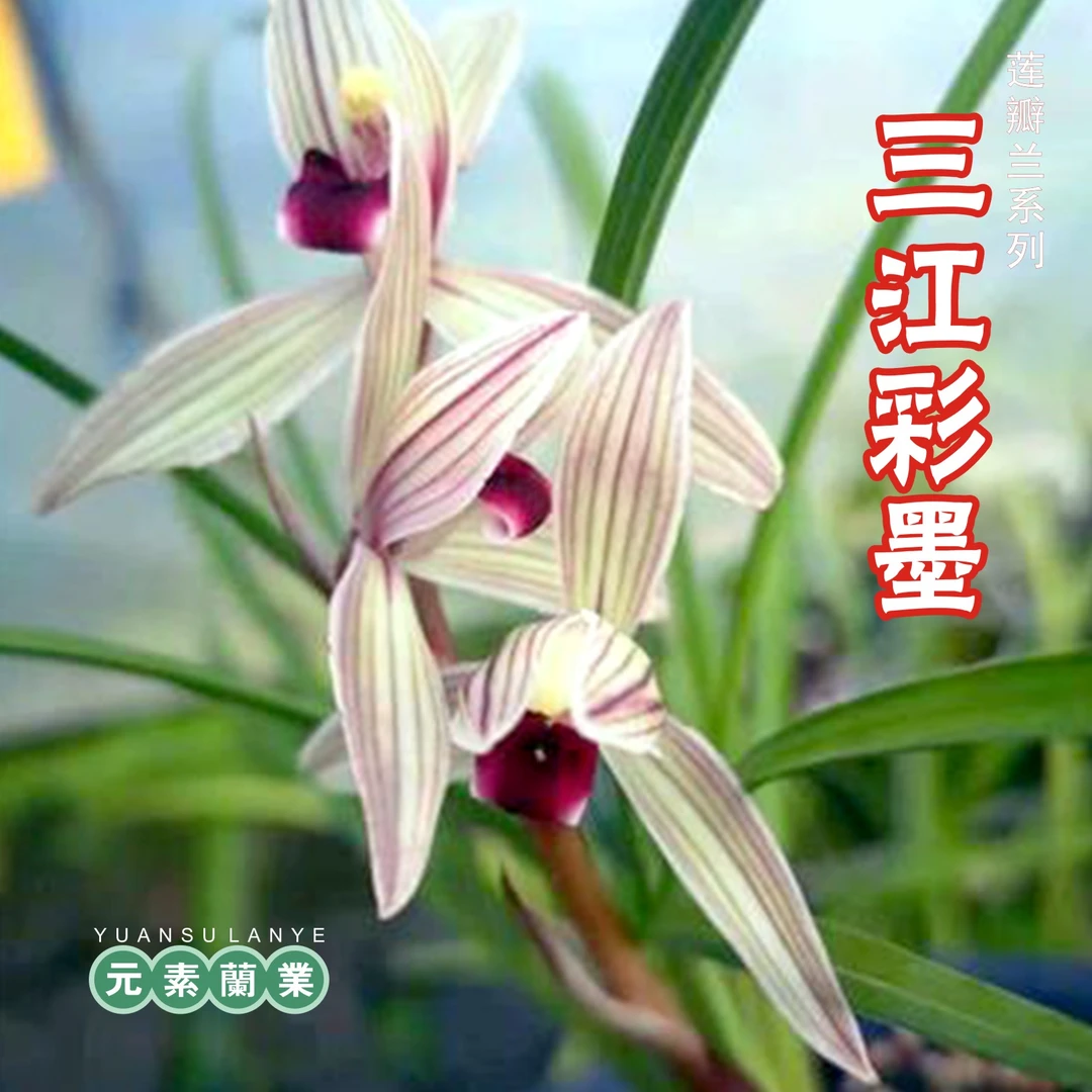 【三江彩墨】元素推荐莲瓣兰细叶红舌花自然苗易养基地直发