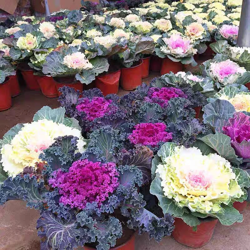 羽衣甘蓝盆栽花苗观叶植物冬季花卉观赏绿植盆栽【耐寒】天冷显色