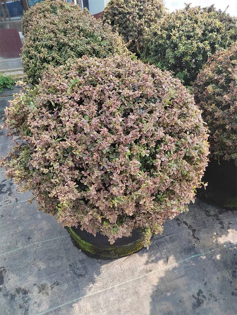 小丑火棘彩叶杞柳盆栽庭院花园灌年生木多耐寒耐热彩色木观叶植物