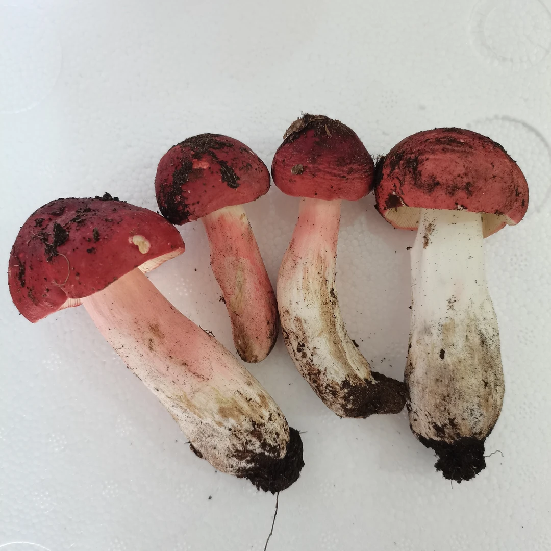云南野生菌 新鲜大红菇 红菇菌 月子菇 炖汤佳品 顺丰包邮1斤2斤
