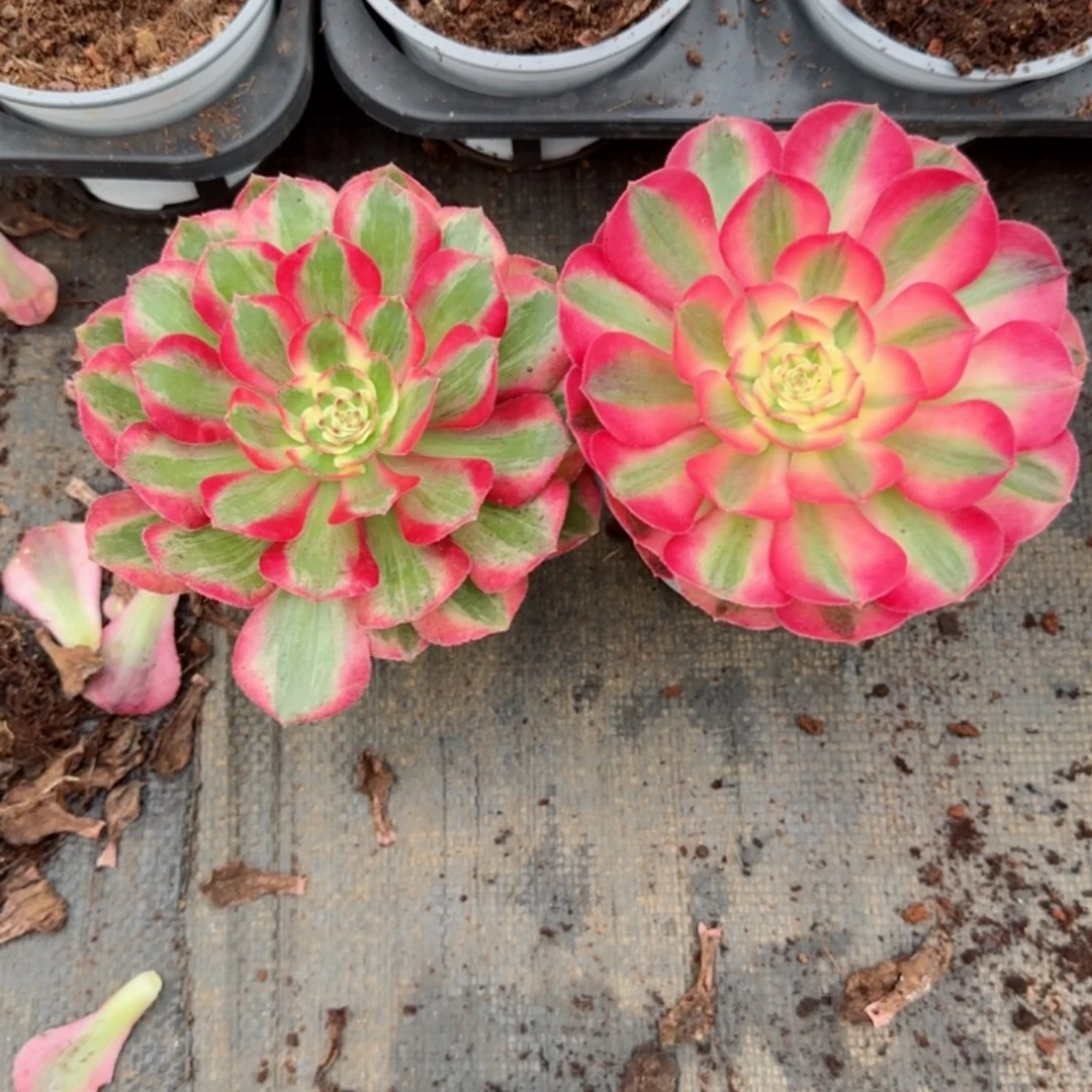 梧**-云荷倾城带盆包邮