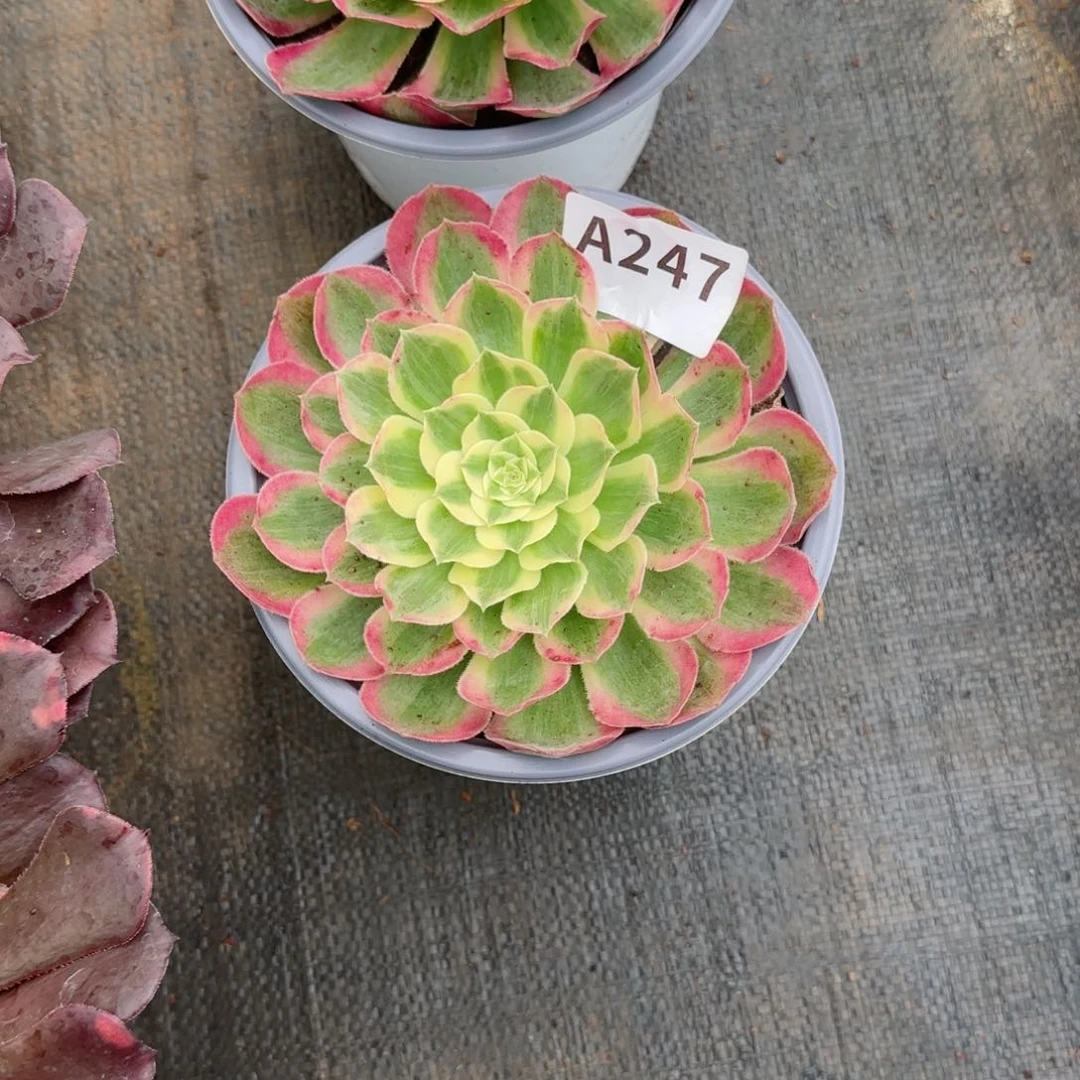 天****妹246孔雀翎带盆包邮