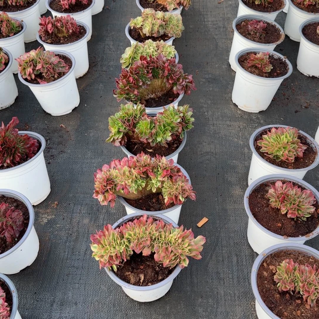 翠*姐缀化十棵脱土发货