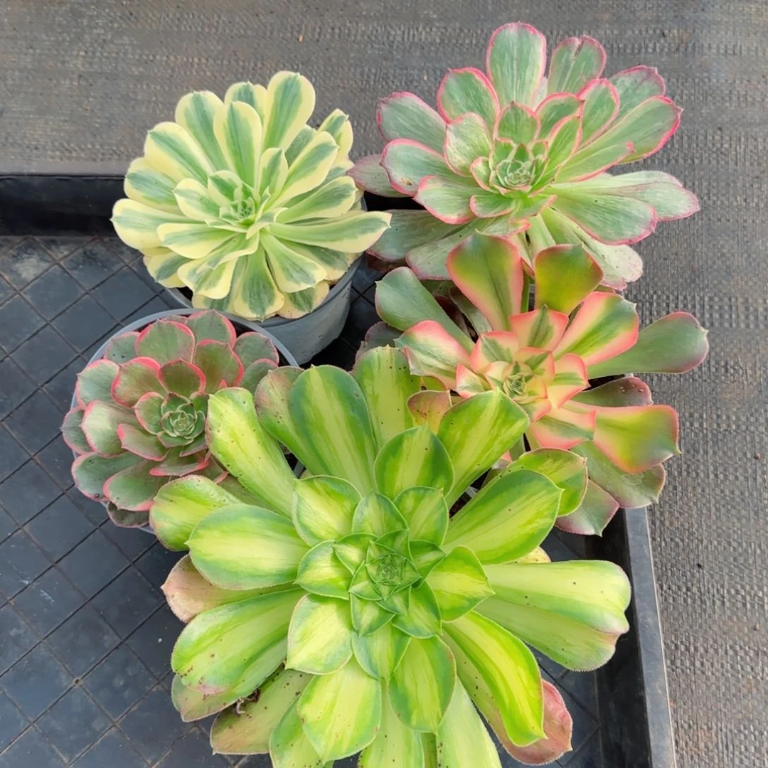 粉花妖迈巴赫莲花座韶华香妃带盆发货