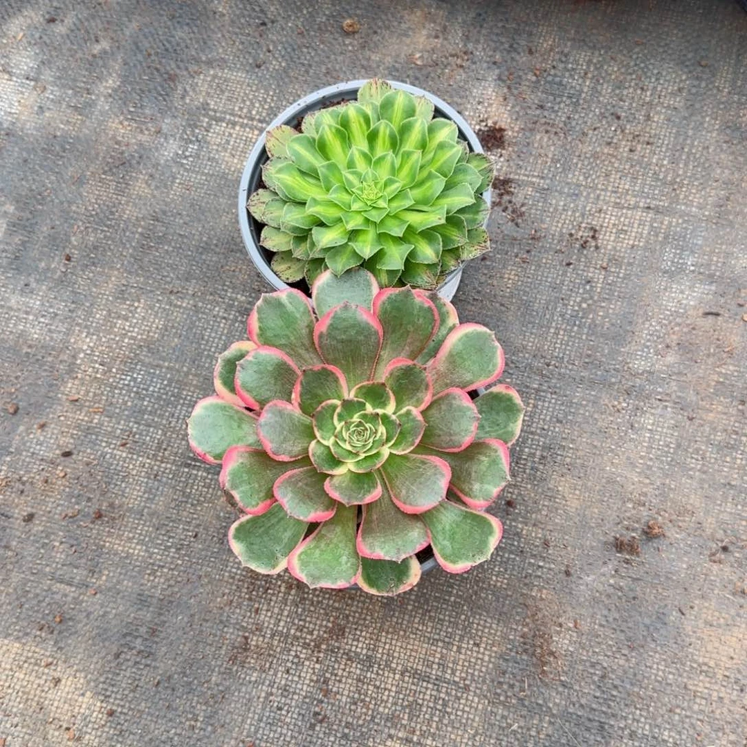 风**色粉花妖知否带盆发货