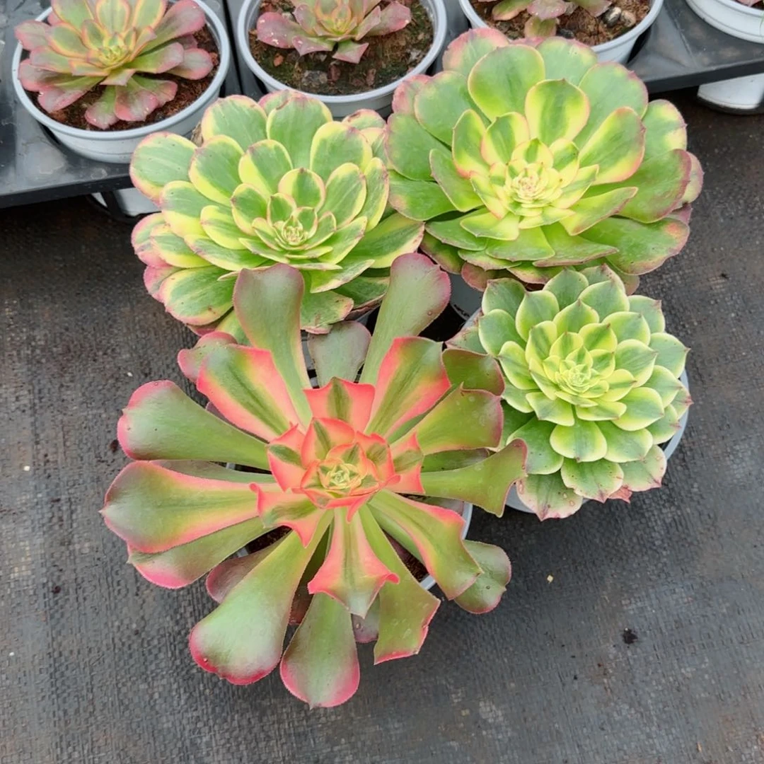 ?****姐海神荔枝香妃伊丽莎白