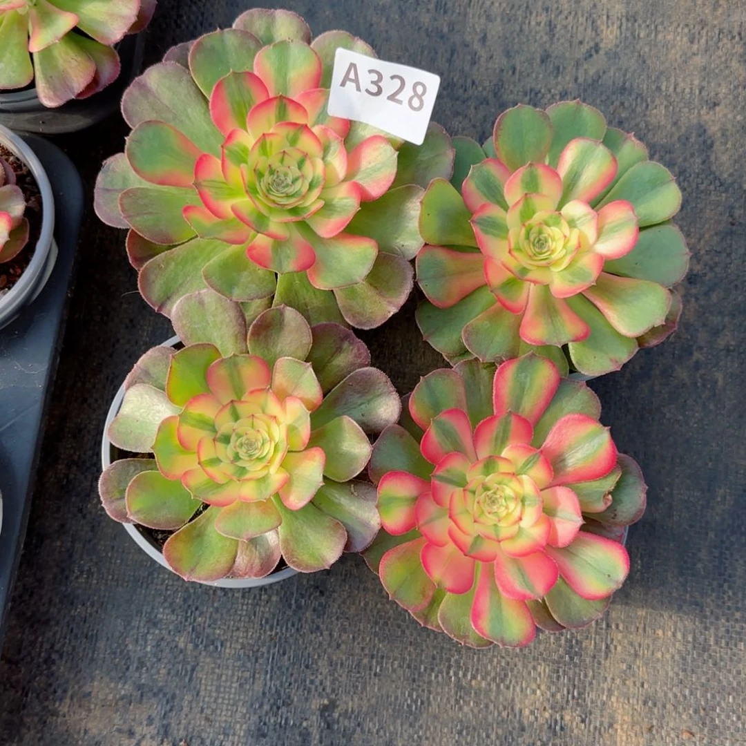 彭*金328荔枝带盆包邮