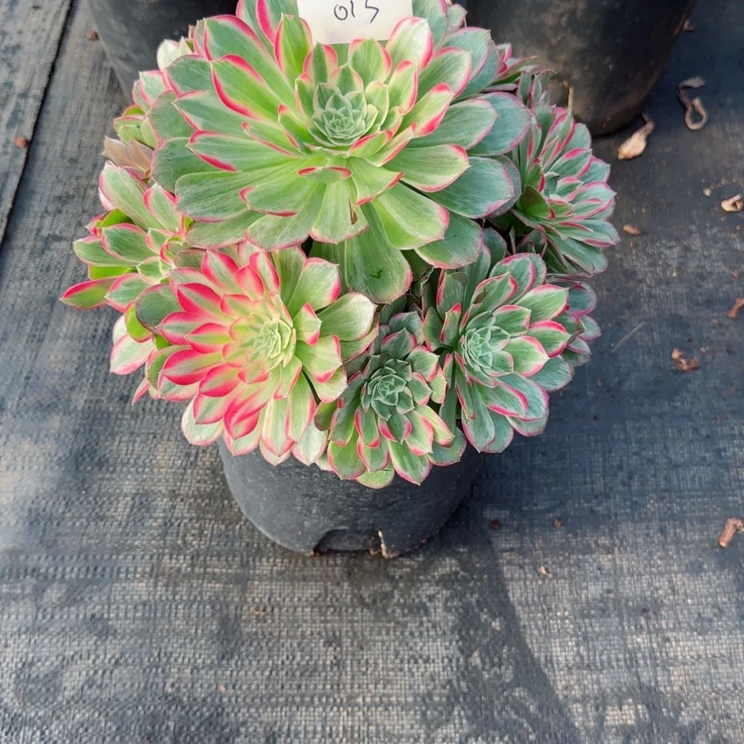 容**开013莲花脱土发货