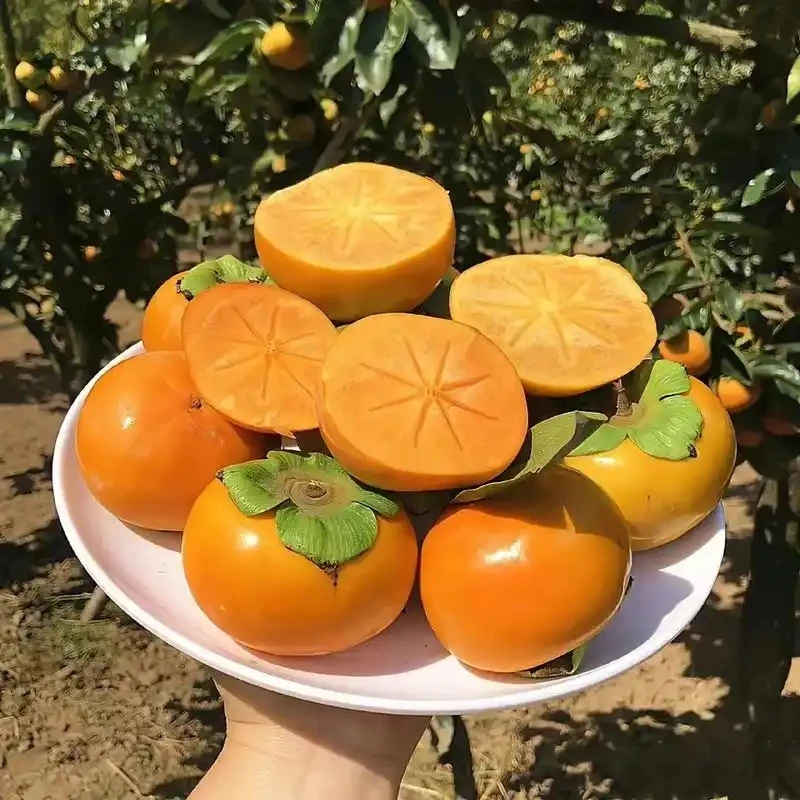 巧克力脆柿子