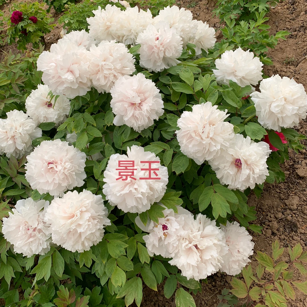 菏泽牡丹白色系列雪塔景玉香玉建春门月宫烛光皱瓣白