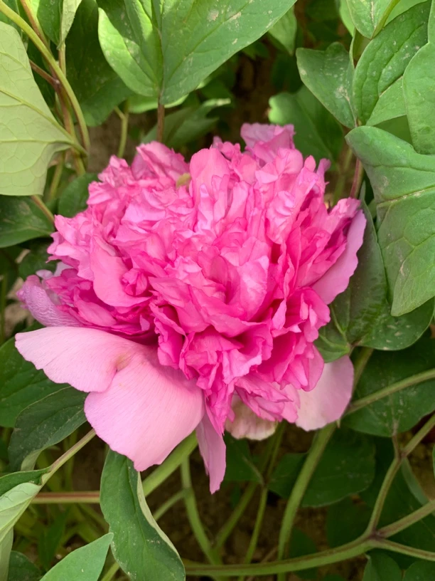 盛丹炉大花粉蓝色重瓣观赏牡丹大苗树苗庭院盆栽地栽菏泽基地直发