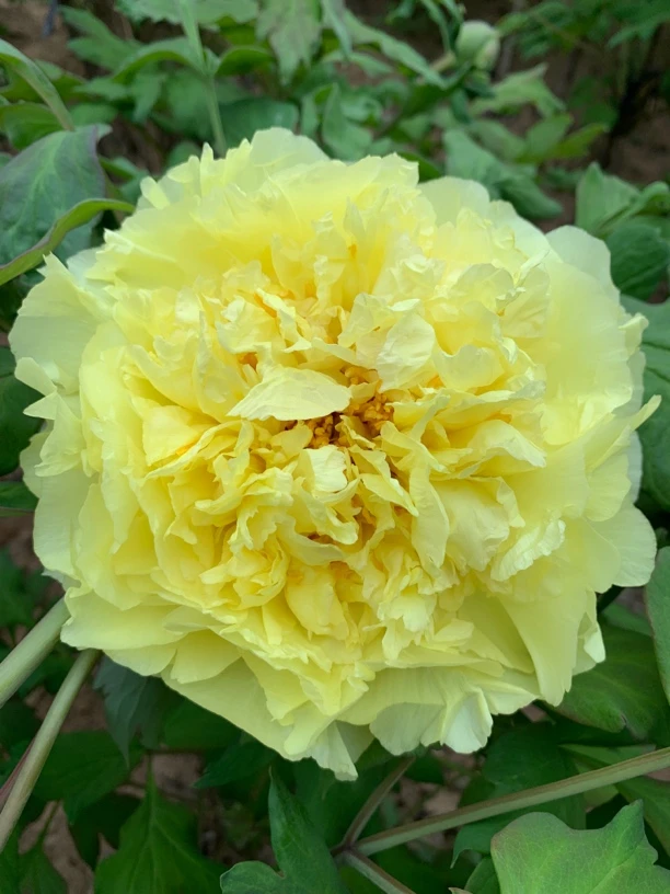 姚黄黄翠羽金桂飘香甘草黄金阁金晃爱丽丝海黄黄金翠黄色牡丹