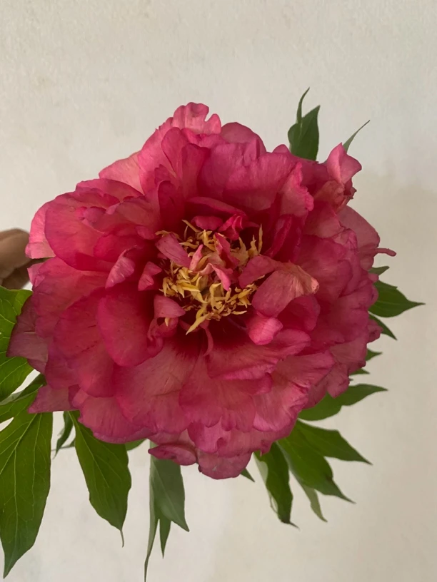 希拉里伊藤牡丹芍药大花重瓣观赏进口菏泽基地直发