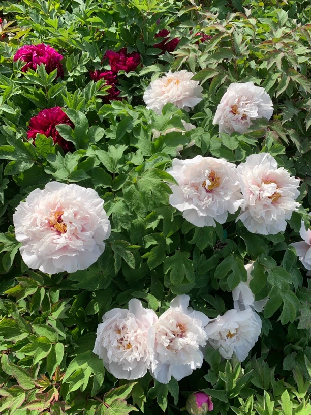 香玉白色牡丹大花重瓣观赏大苗树苗庭院盆栽菏泽基地直发