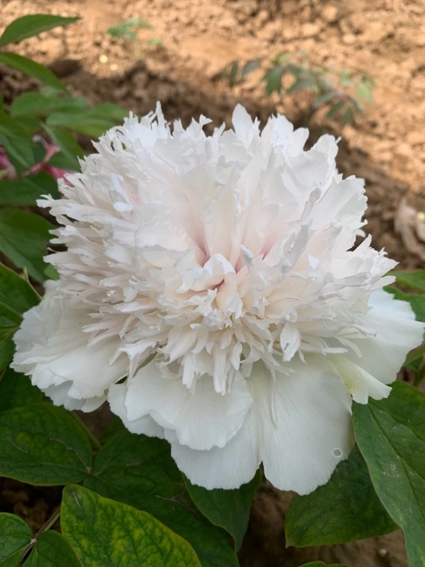 绿洲蚕丝白色牡丹大花重瓣观赏大苗树苗庭院盆栽地栽菏泽基地直发