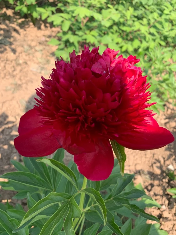 红色魅力进口芍药红色重瓣观赏块根庭院盆栽花卉菏泽基地直发
