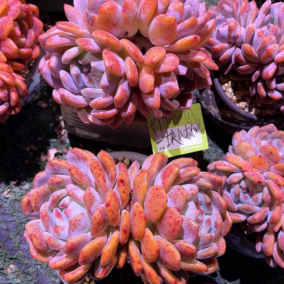 一****?橙梦露双头一颗带盆