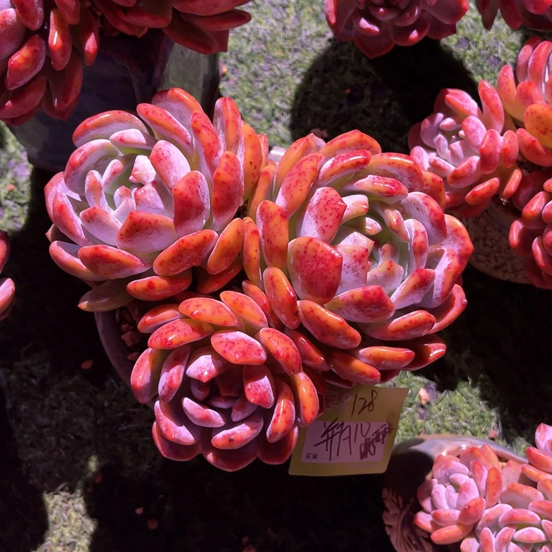 瓶***〰橙梦露三头群生